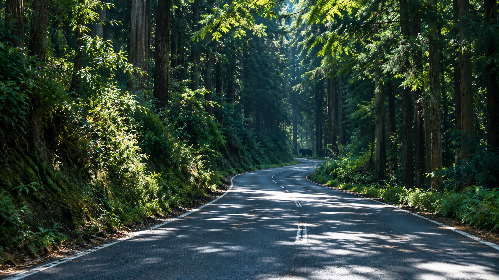 深い杉林に囲まれた秩父の山道。カーブの先の路肩にツキノワグマの姿が見える