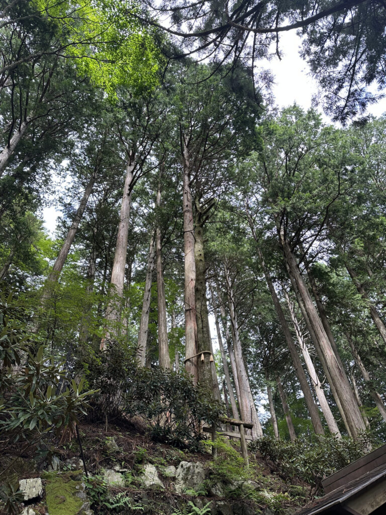 三峯神社の境内脇から見上げた杉の巨木。社殿のすぐ横まで急斜面の深い森が迫っている
